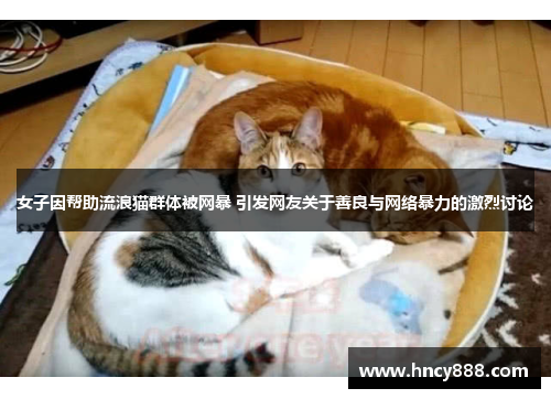 女子因帮助流浪猫群体被网暴 引发网友关于善良与网络暴力的激烈讨论